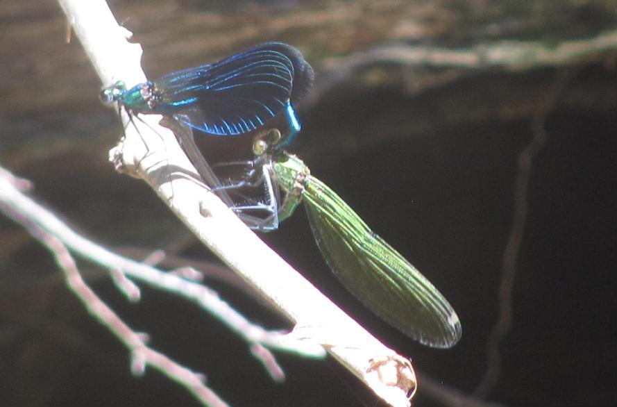 Calopteryx splendens in accoppiamento